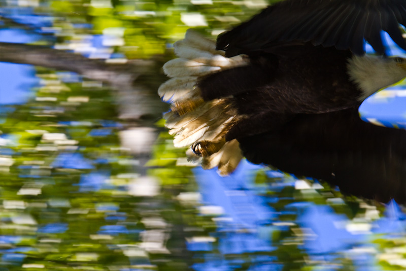 Bald Eagle Taking Flight